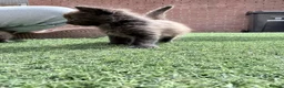 British Longhair cats for sale: 3 x female British longhair kittens - Advert 4