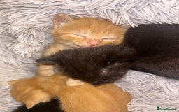 Mixed Breed cats for sale: 4x kittens for sale  - Image 2