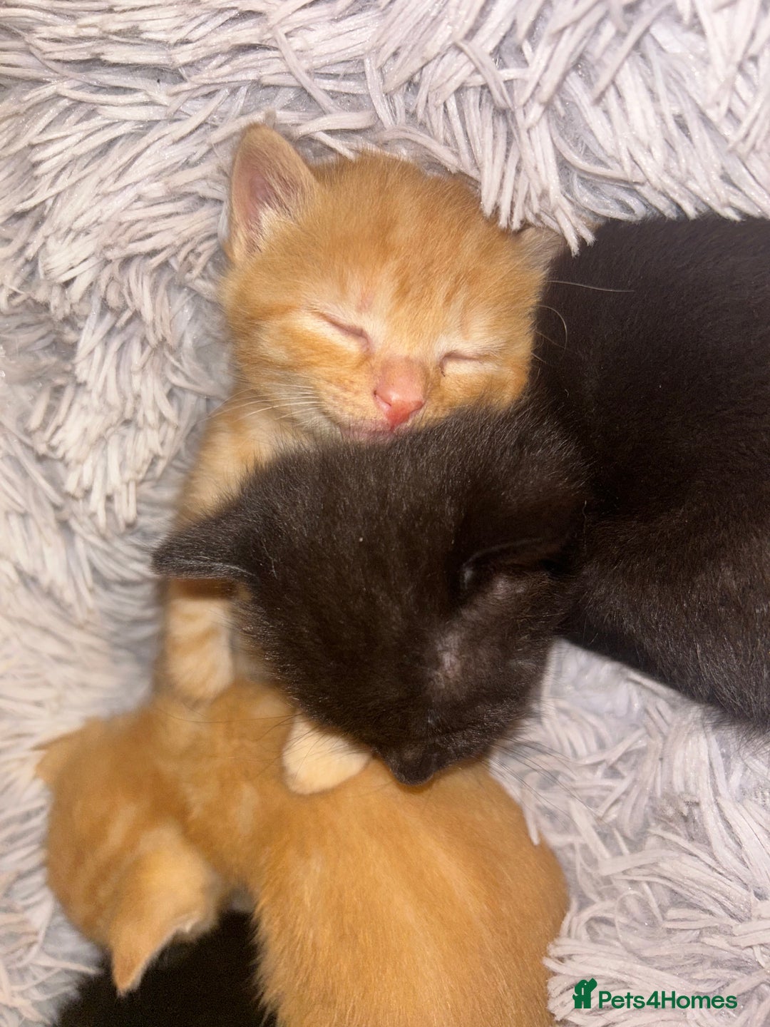 Mixed Breed cats for sale: 4x kittens for sale  - Image 2