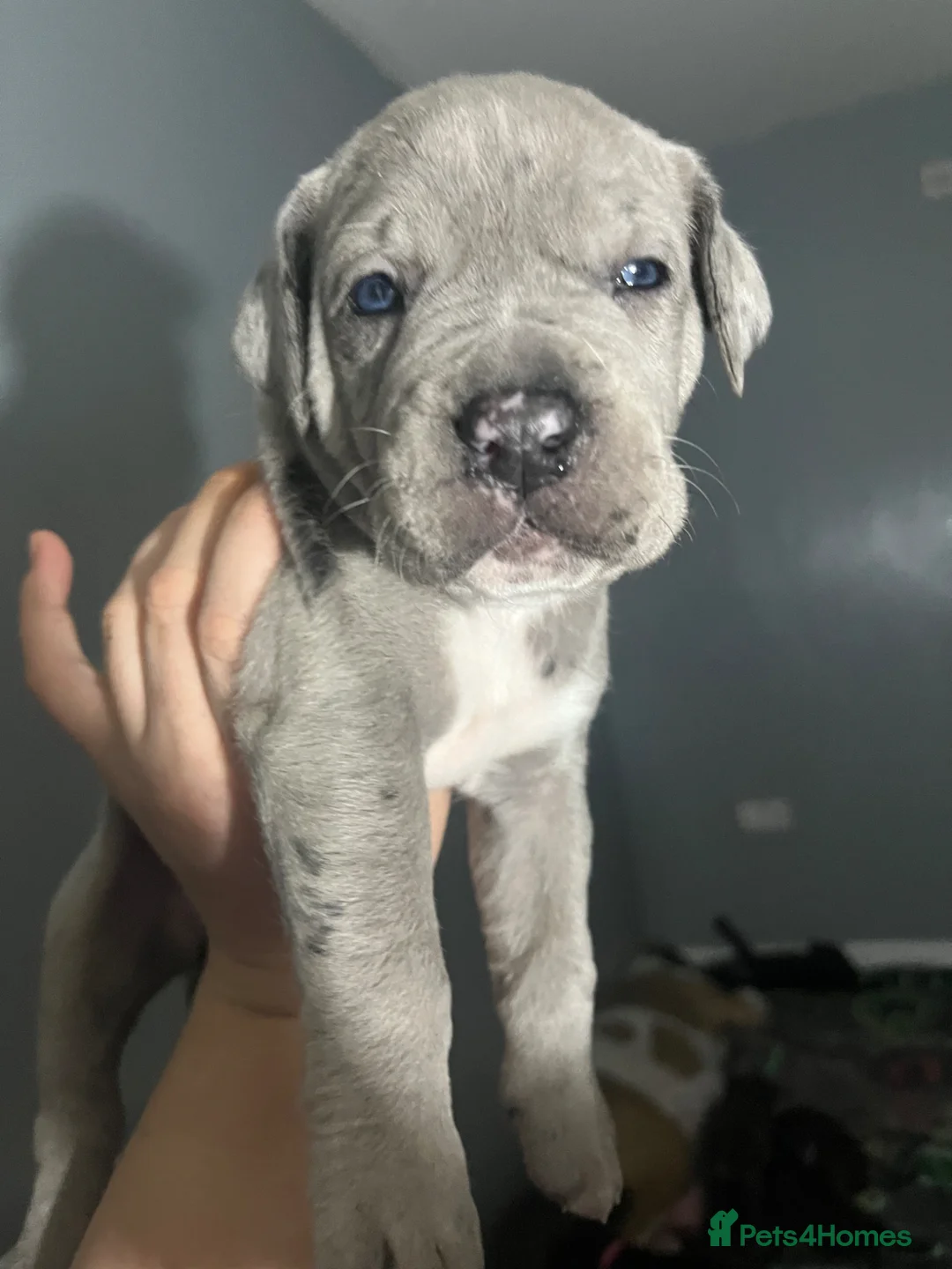 Mastiff dogs for sale: 9 beautiful mastiff puppies  - Advert 1