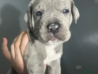 Mastiff dogs 9 beautiful mastiff puppies - Advert 2