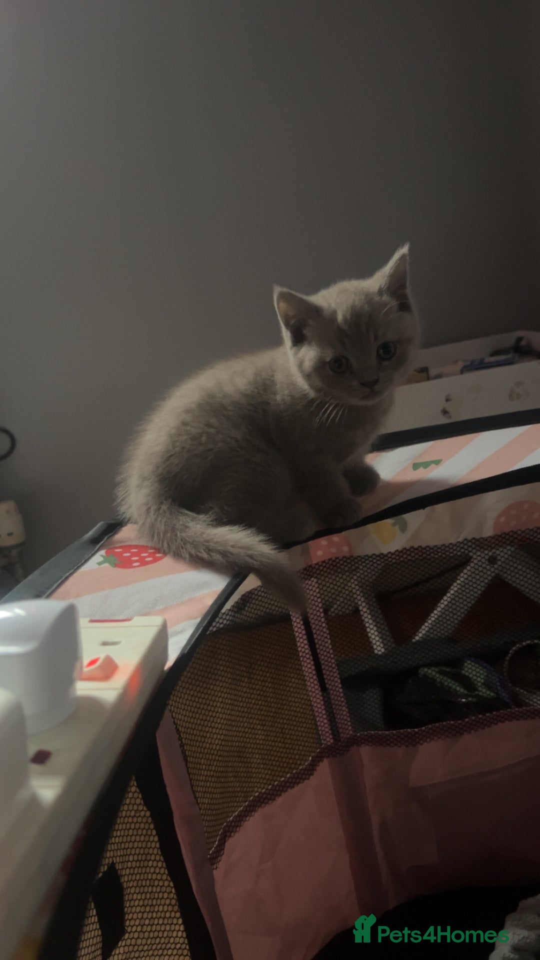 British Shorthair cats for sale: Beautiful female BSH  - Image 6