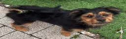Mixed Breed dogs for sale: Maltipoo x Porkie puppies in Berwick-upon-Tweed - Advert 5