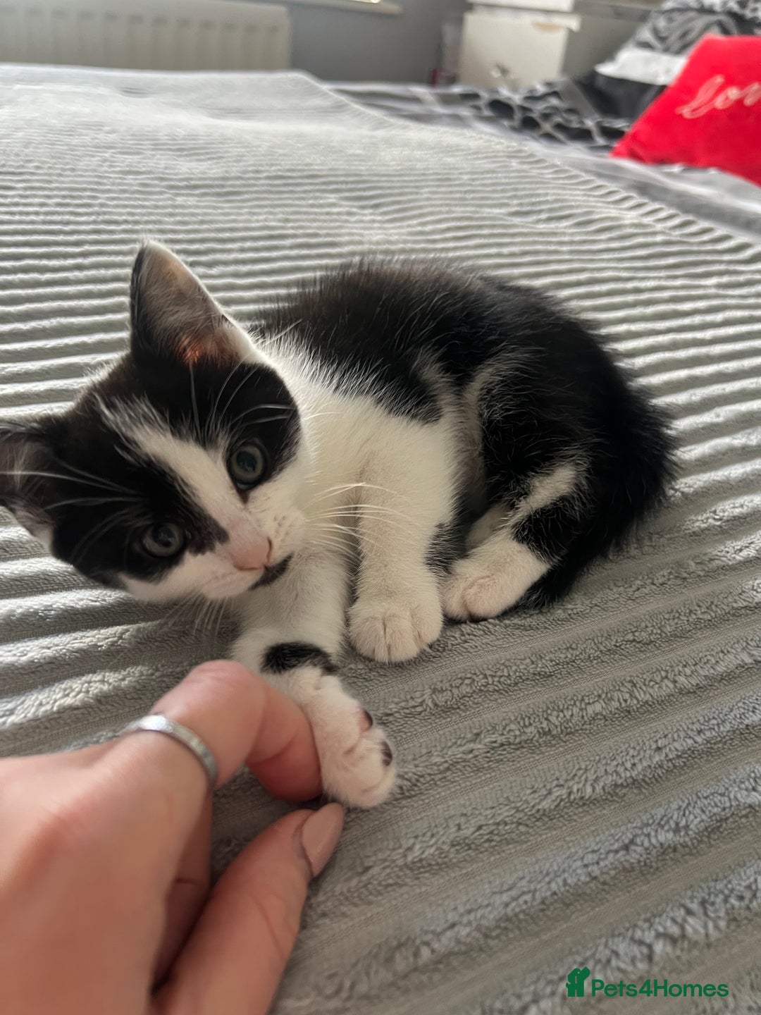 Mixed Breed cats for sale: Friendly kittens looking for a forever home in Thornton Heath - Image 4