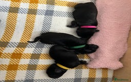 Cockerdor dogs for sale: Cockador Puppies for sale - Image 25
