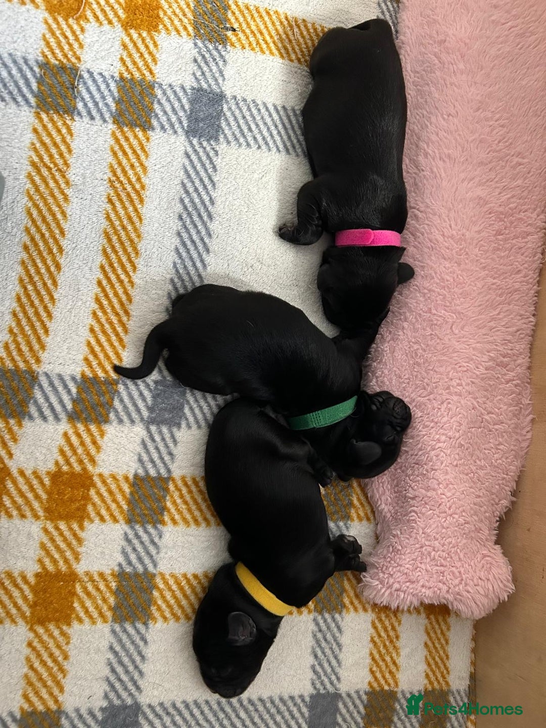 Cockerdor dogs for sale: Cockador Puppies for sale - Image 25