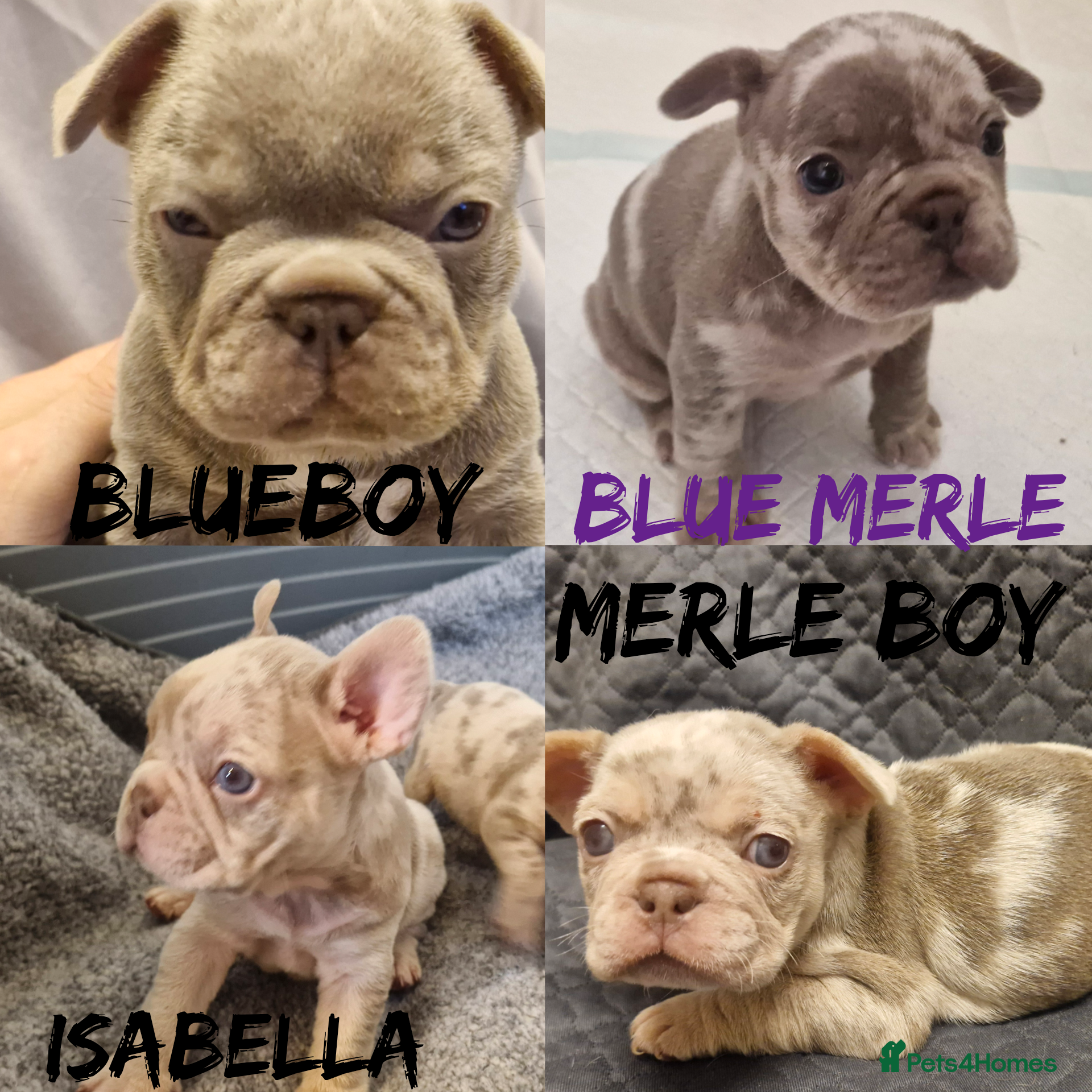 French Bulldog dogs Stunning dwkc merle french bulldogs  - Advert 6