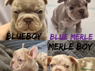French Bulldog dogs Stunning dwkc merle french bulldogs - Advert 6