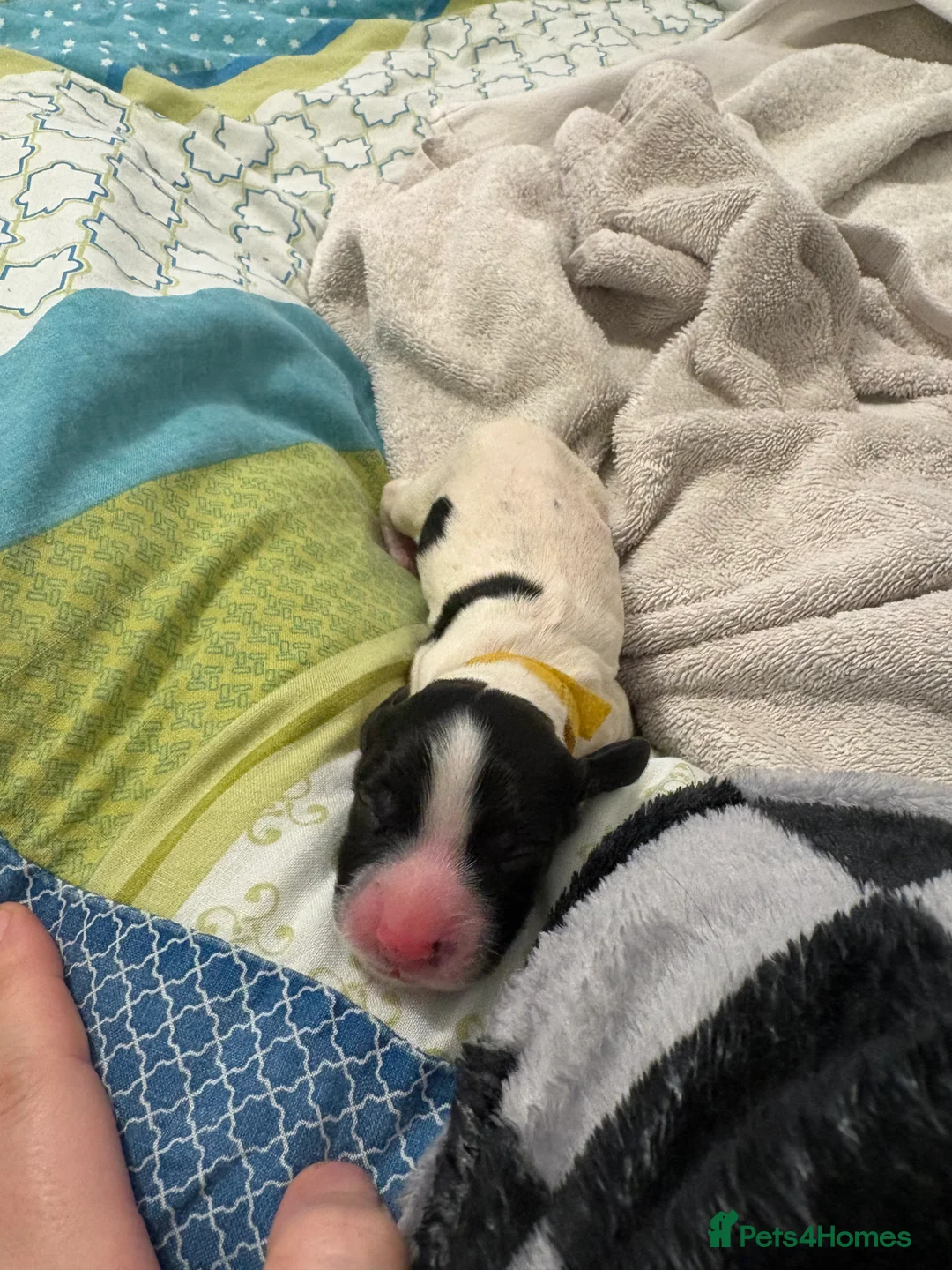 English Springer Spaniel dogs for sale: Spaniel puppies for sale  - Advert 4