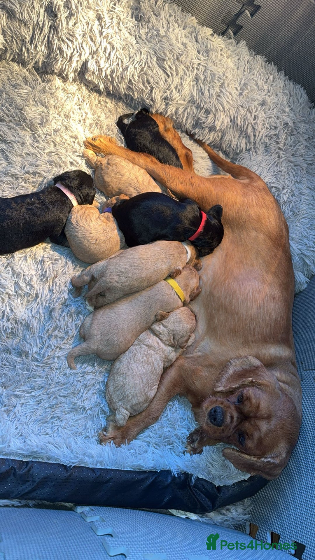 Cavapoochon dogs for sale: Cavapoochon puppies  - Advert 26