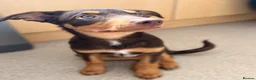 Mixed Breed dogs for sale: Australian Kelpie X Huntaway - Advert 6