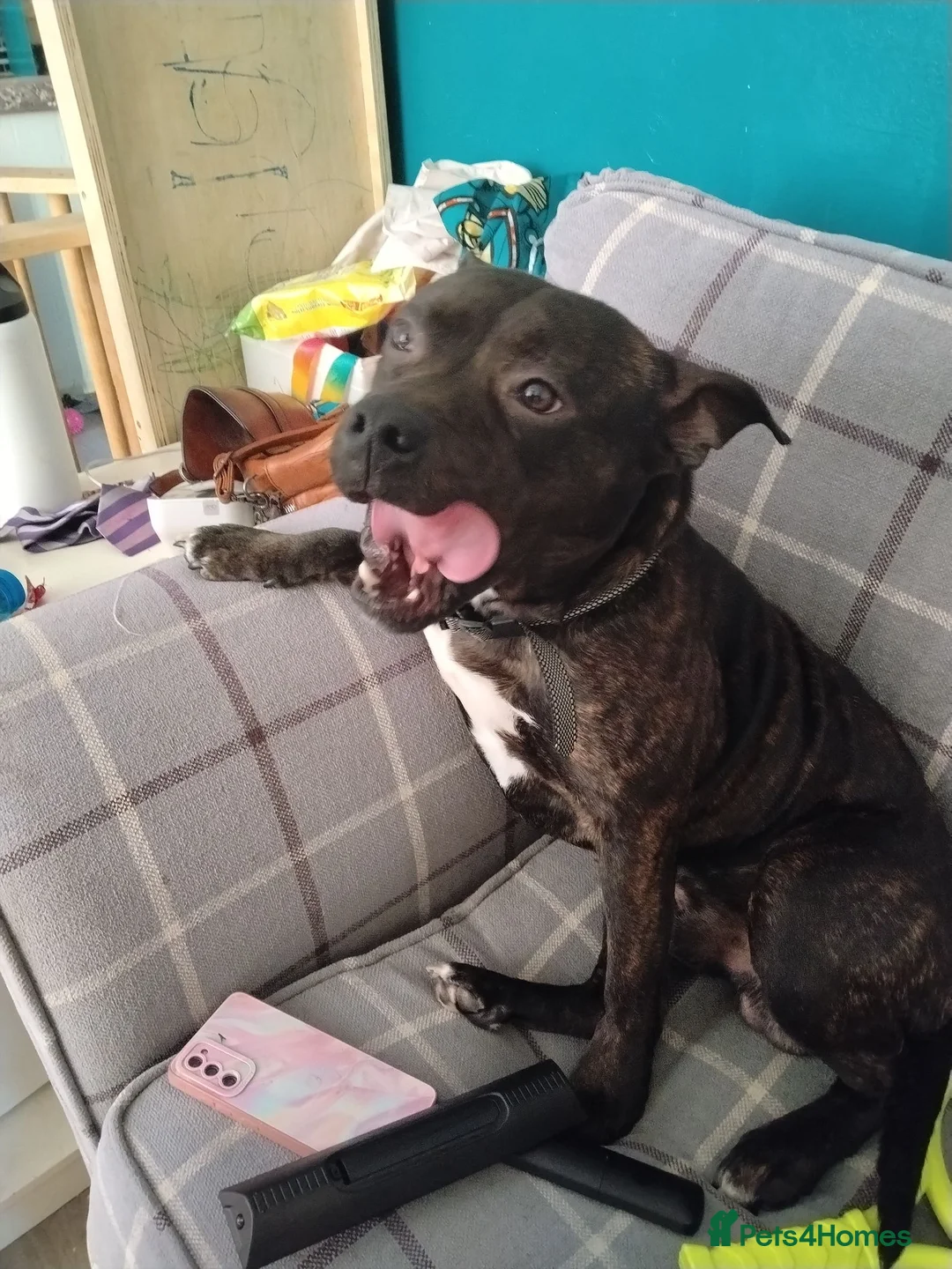 Staffordshire Bull Terrier dogs for sale: 14 month old male staffy  in Ryton - Advert 2