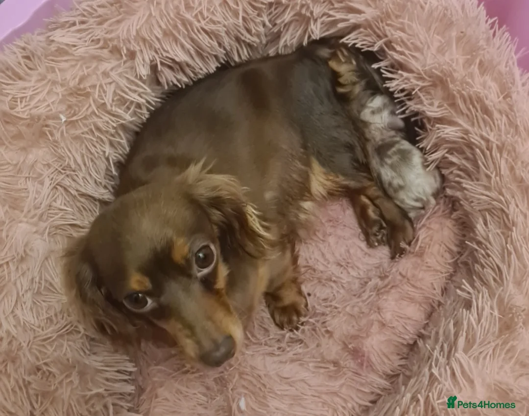 Doxiepoo dogs for sale: Daxipoo puppies  - Advert 25