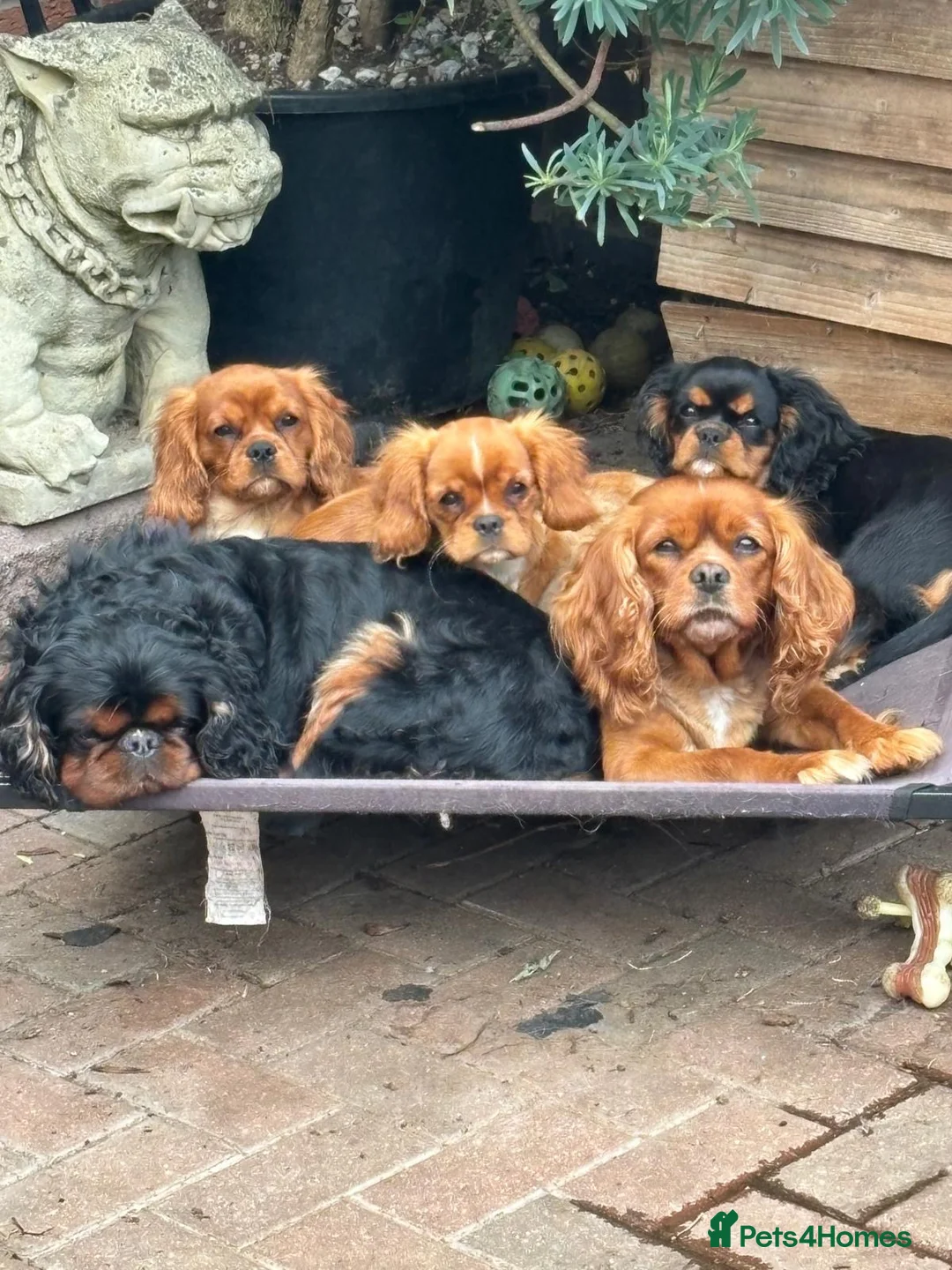 Mixed Breed dogs for sale: King Charles Cavalier Puppies Ready Now - Advert 2