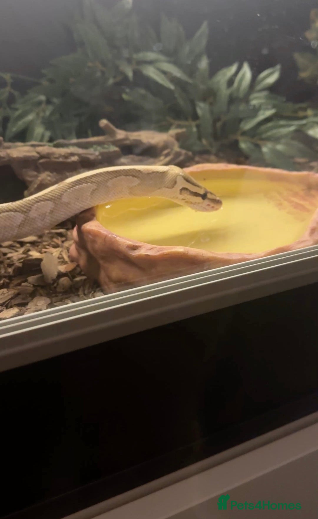 Python Snake reptiles for sale: Ball Python with full set up - Advert 7