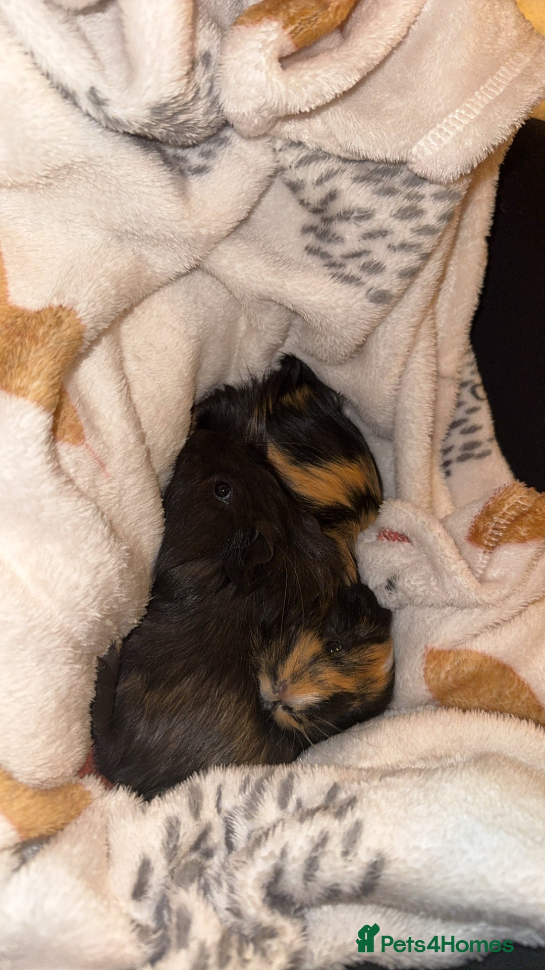 Guinea Pig rodents for sale: Two male guinea pigs  - Advert 3