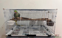 Parrots birds for sale: Alexandrine male - Image 13