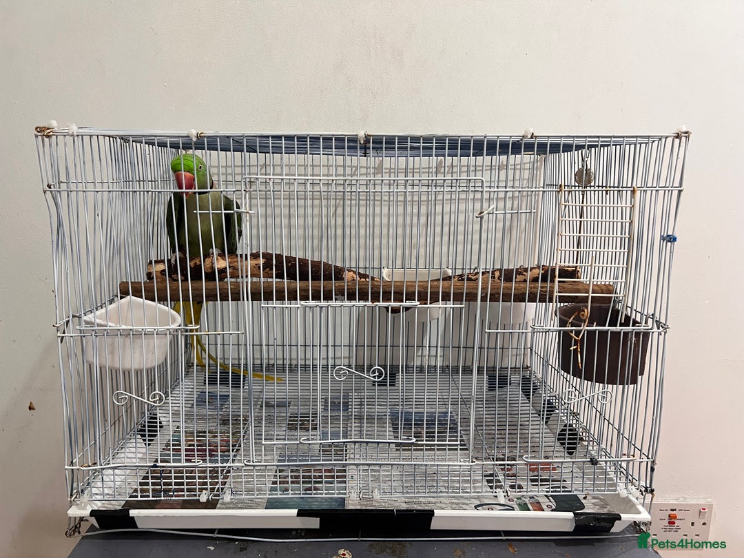 Parrots birds for sale: Alexandrine male - Image 13