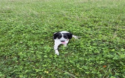 Cockapoo dogs for sale: 5 MONTH OLD F1B COCKAPOO FOR REHOME - Image 9