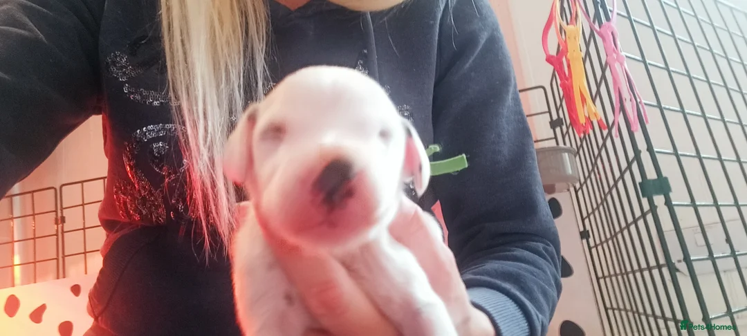 Dalmatian dogs for sale: Beautiful dalmatian puppies - Advert 26