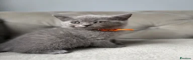 British Shorthair 2