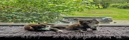 Mixed Breed cats for sale: Two fluffy kittens looking for forever loving home - Advert 13