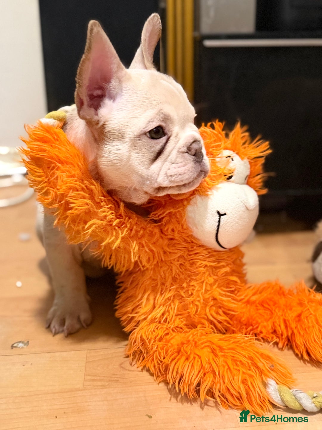 French Bulldog dogs for sale: Beautiful French Bulldog Puppies - Advert 23