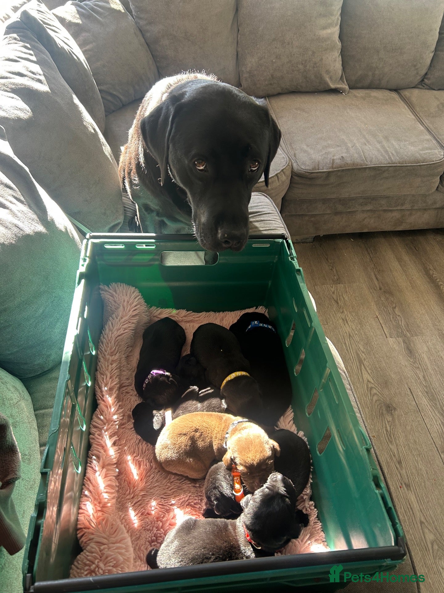Labrador Retriever dogs Labrador puppies looking for a loving home ♥️ - Advert 1