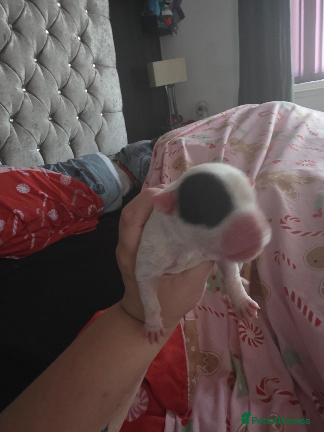 Mixed Breed dogs for sale: Staff x american bulldog puppies - Advert 13