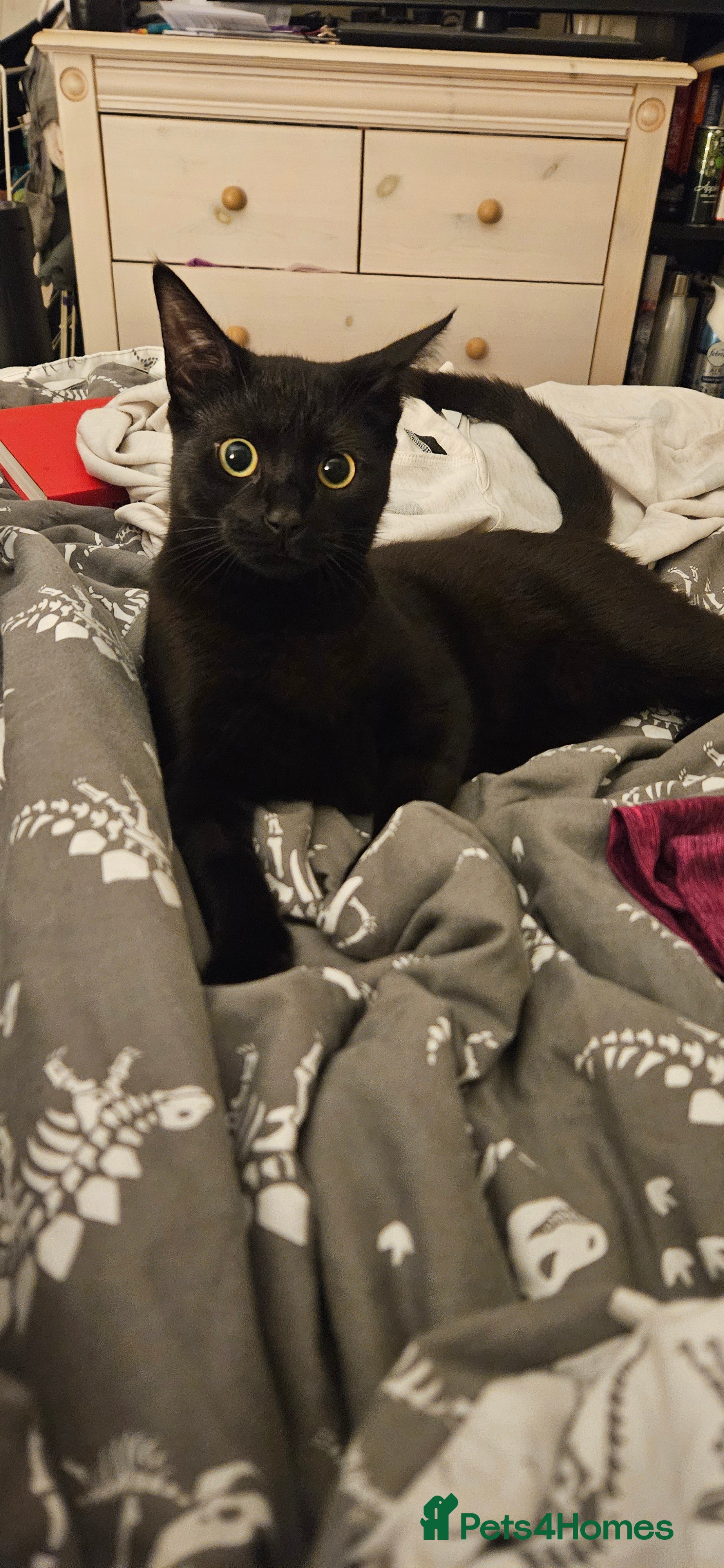 British Shorthair cats Rehoming needed for 18 month old boy. - Advert 10