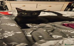 British Shorthair cats for sale: Rehoming needed for 18 month old boy. - Image 1