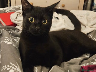 British Shorthair cats for sale - Advert 1