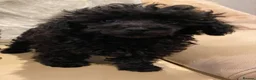 Toy Poodle dogs for sale: TOY POODLE GIRLS AND BOYS READ NOW  - Advert 14