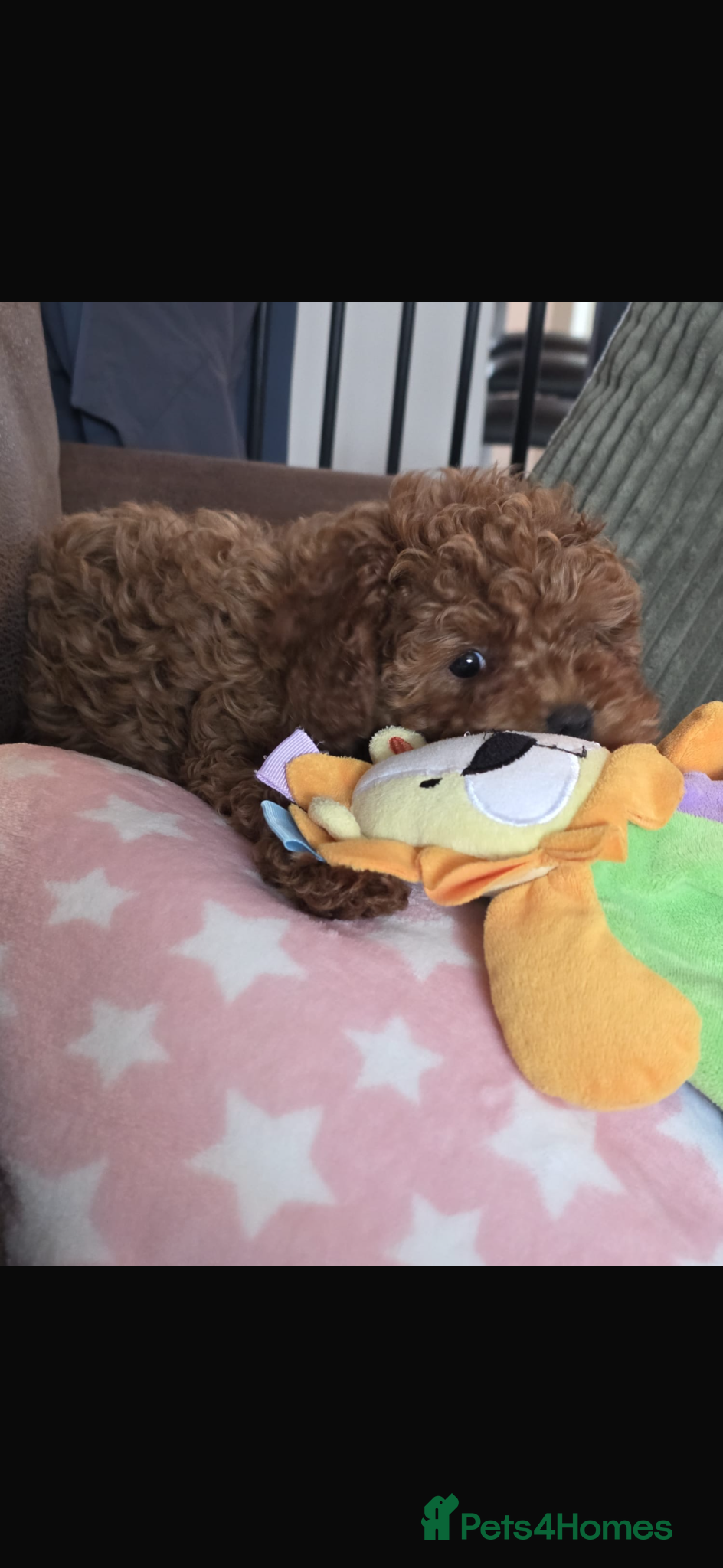 Cavapoo dogs REDUCED!! Cavapoo girl ready now  - Advert 12