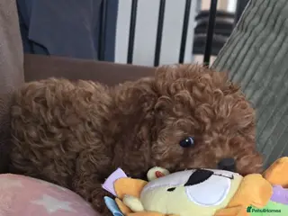 Cavapoo dogs REDUCED!! Cavapoo girl ready now - Advert 12