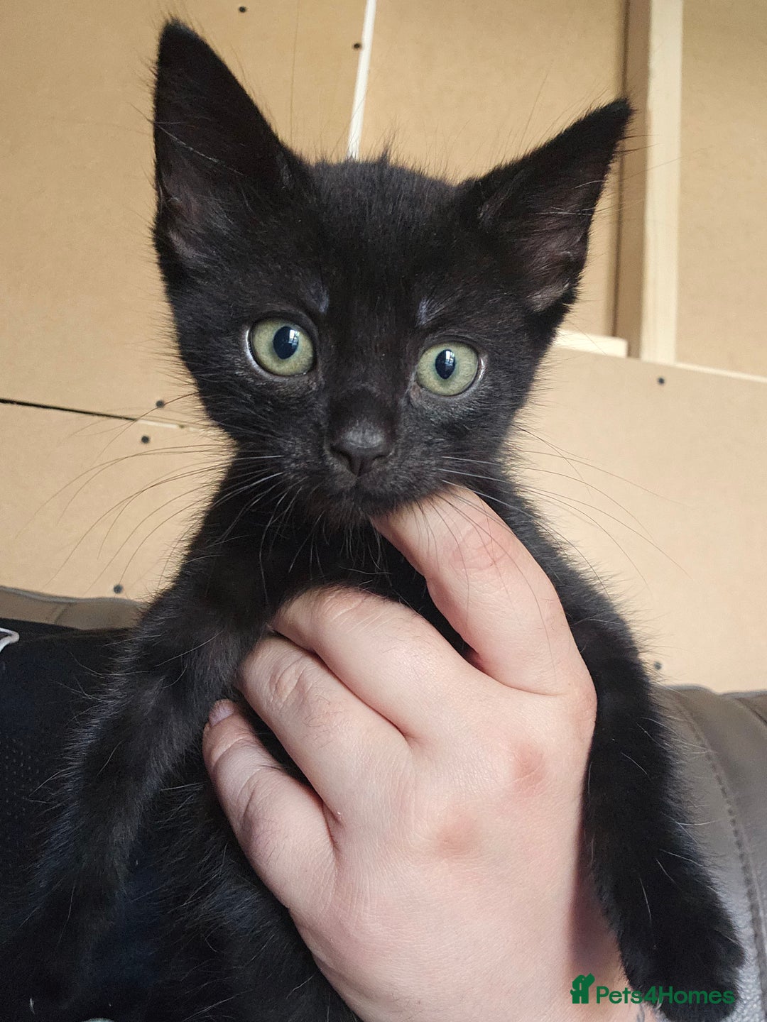 Mixed Breed cats for sale: Mixed breed kittens  - Image 3