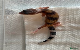 Gecko reptiles for sale: White and yellow Mack snow het eclipse  - Image 3