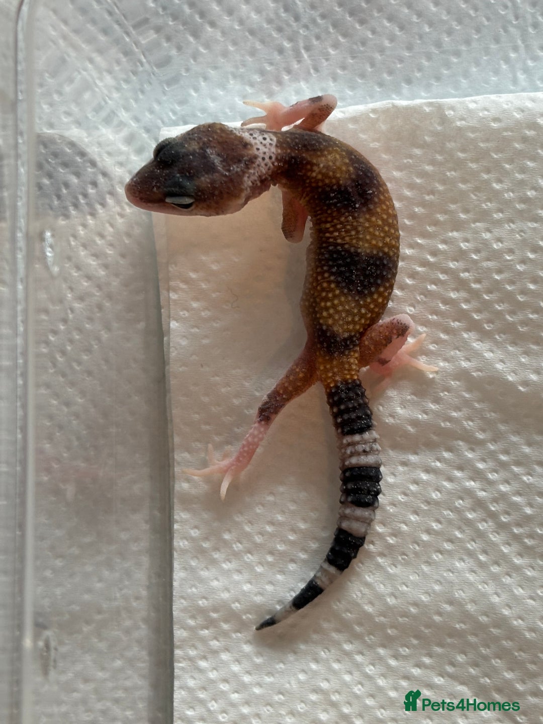 Gecko reptiles for sale: White and yellow Mack snow het eclipse  - Image 3