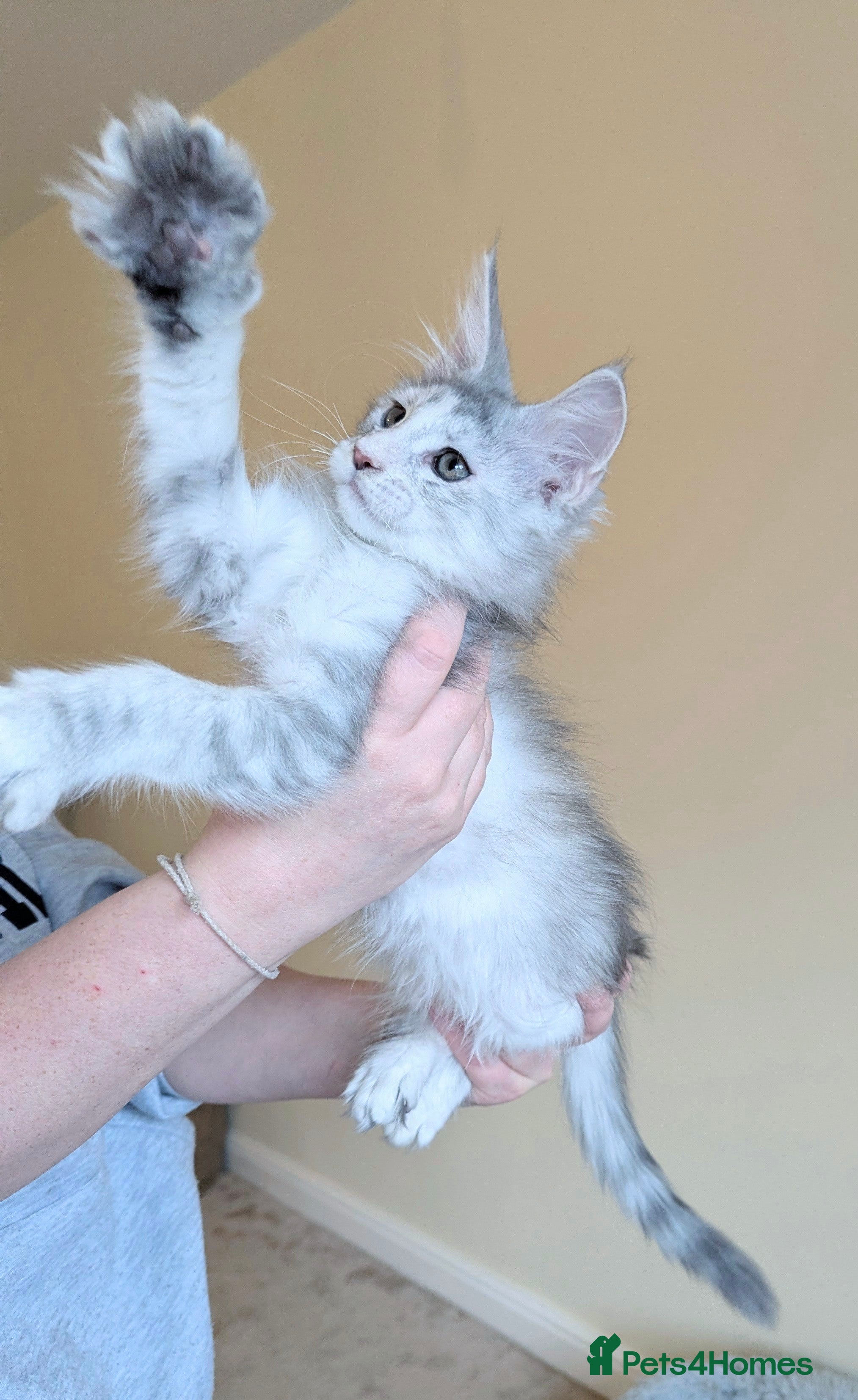 Maine Coon cats Champion Line Female Maine Coon Kittens  - Advert 16