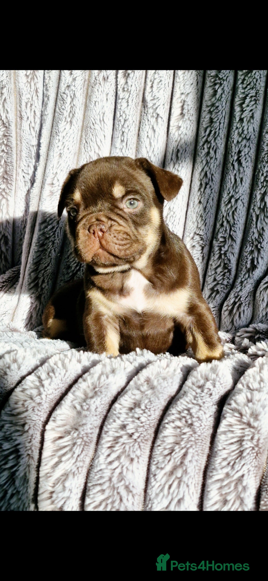 French Bulldog dogs for sale: Stunning puppies from £1500 - Advert 26