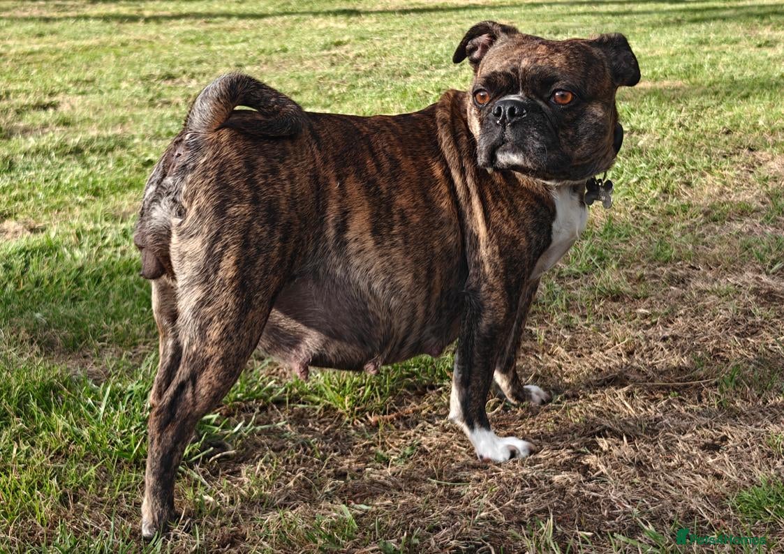 Mixed Breed dogs Boston Cross Pups Looking for Their Forever Home - Advert 1