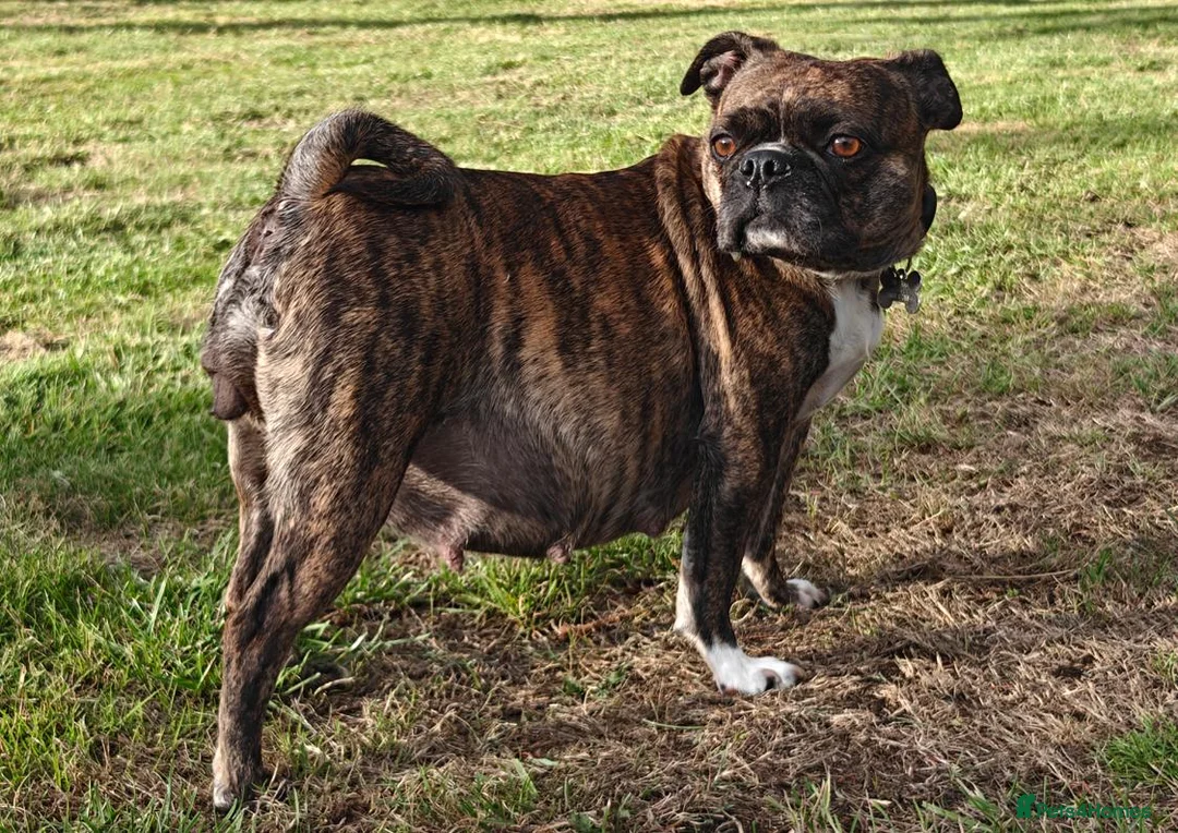 Mixed Breed dogs for sale: Boston Cross Pups Looking for Their Forever Home - Advert 1