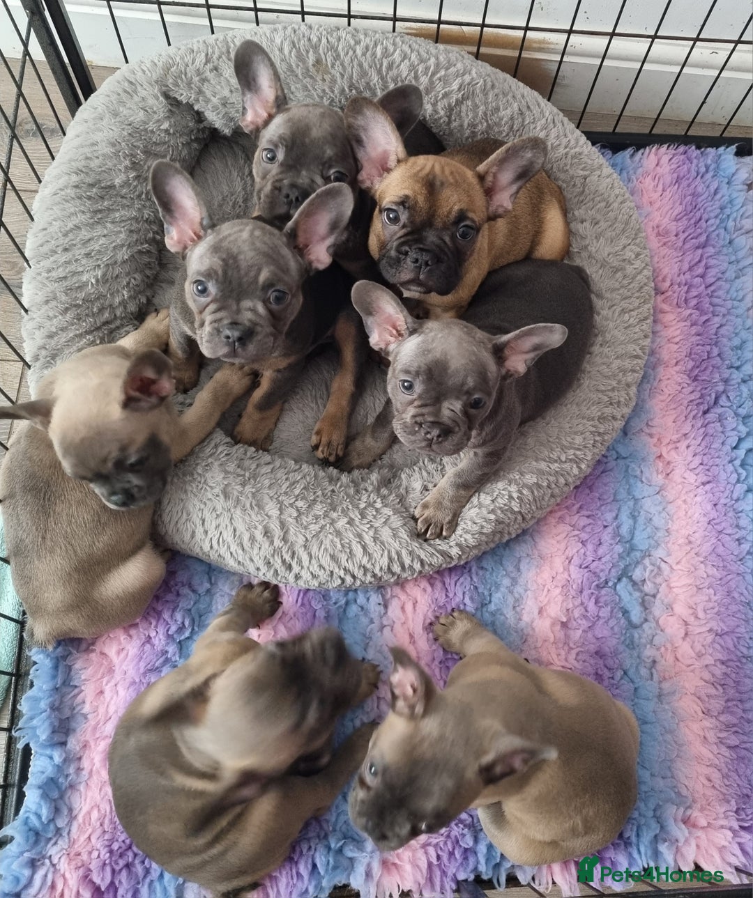 French Bulldog dogs for sale: Quality pups 4 Panel DNA Clear Gold Sierra Lines - Image 24