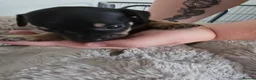 Mixed Breed dogs for sale: 5 beautiful French bull weiner puppies for sale - Advert 12