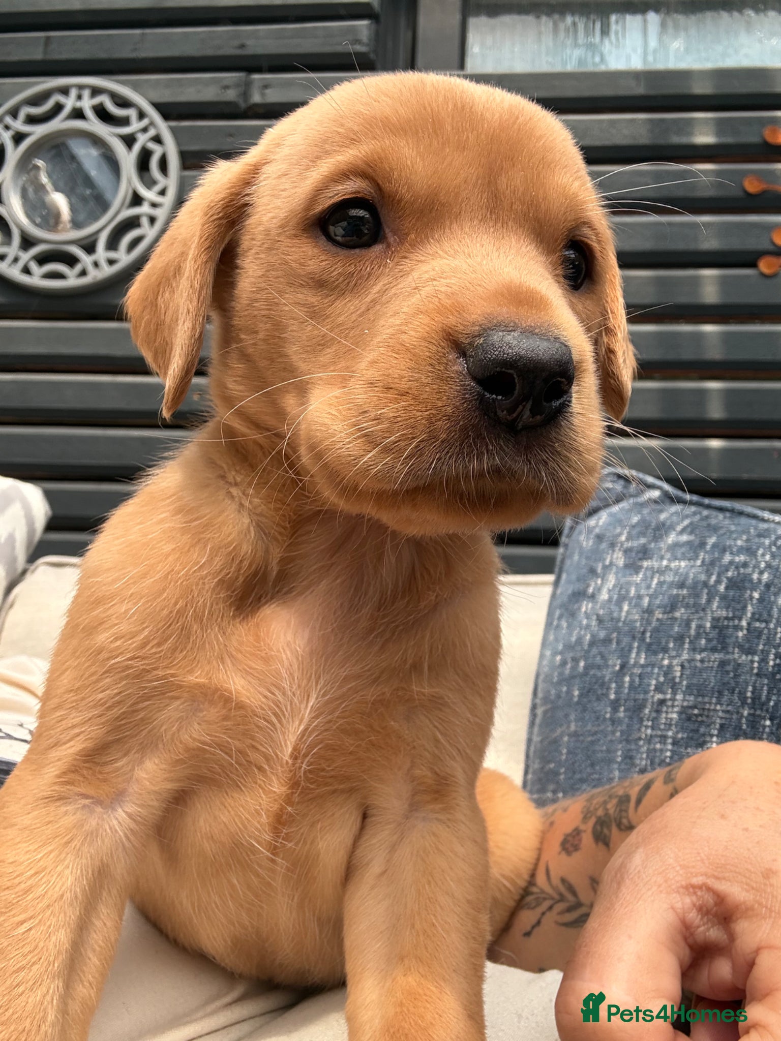 Labrador Retriever dogs KC Registered Fox Red Labradors  - Advert 1