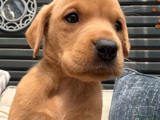 Labrador Retriever dogs KC Registered Fox Red Labradors - Advert 1