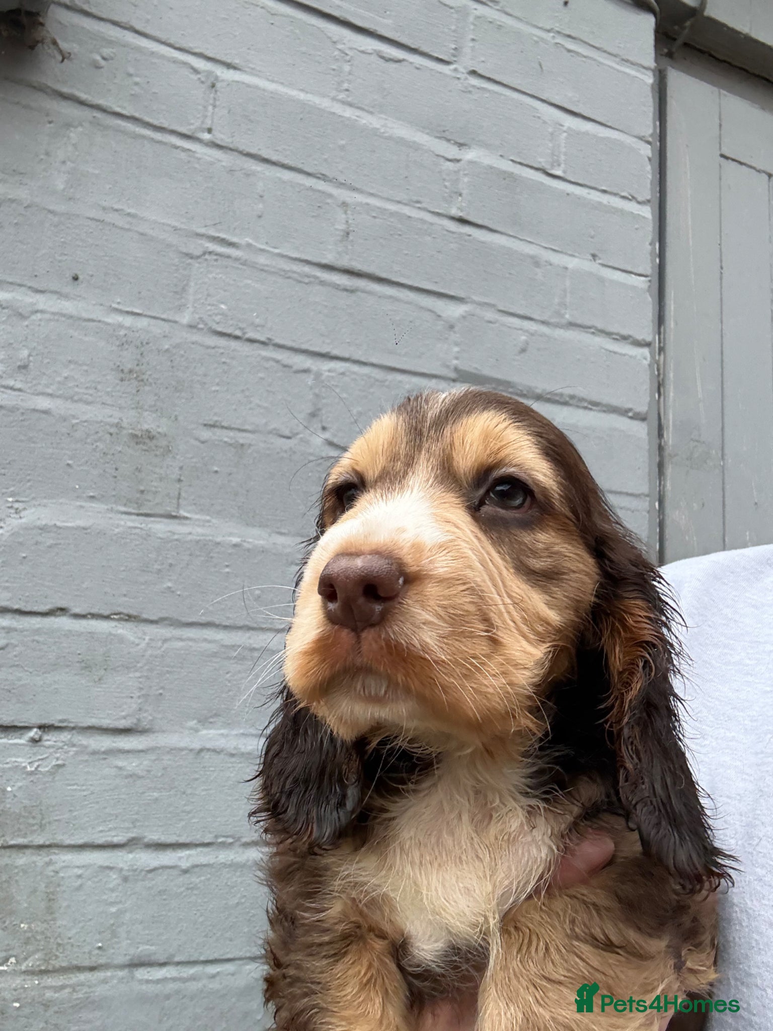 Cocker Spaniel dogs READY NOW Chocolate sable cockers  - Advert 13