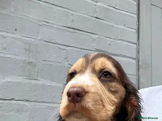 Cocker Spaniel dogs READY NOW Chocolate sable cockers - Advert 13