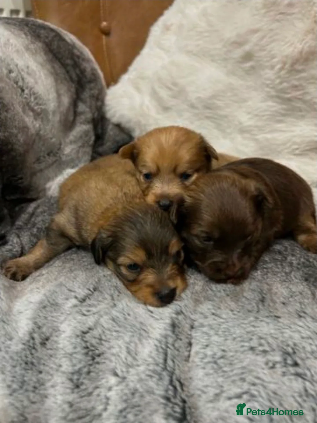 Mixed Breed dogs for sale: Adorable Miniature Dachshund Puppies - Advert 17