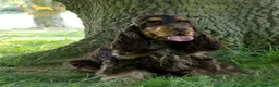 Cocker Spaniel dogs for sale: Stunning show type Cocker spaniel puppies  - Advert 3